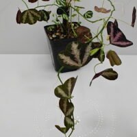 Passiflora trifasciata