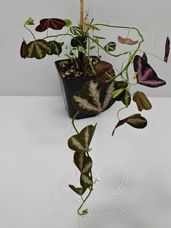 Passiflora trifasciata