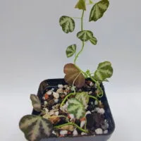 Passiflora trifasciata