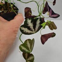 Passiflora trifasciata