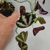 Passiflora trifasciata