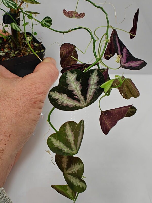 Passiflora trifasciata