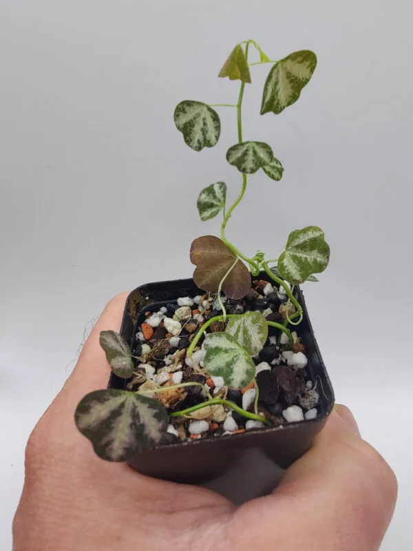 Passiflora trifasciata