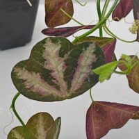 Passiflora trifasciata