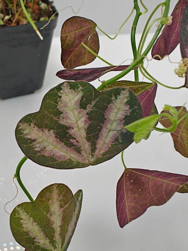 Passiflora trifasciata