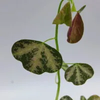 Passiflora trifasciata