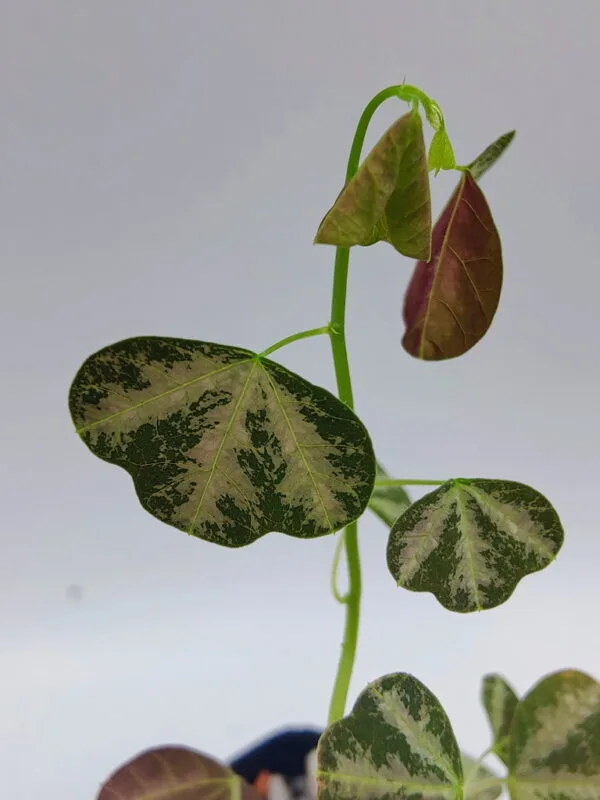 Passiflora trifasciata