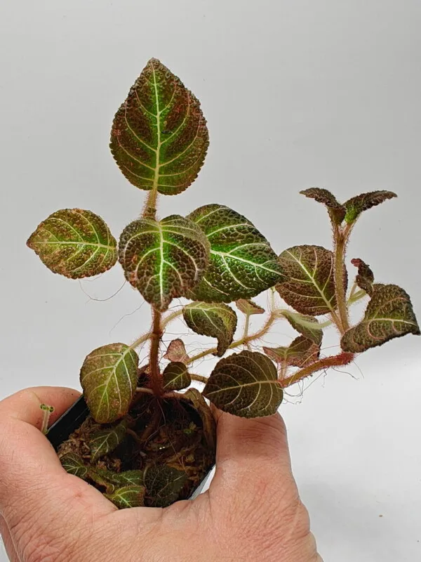 Pearcea hypocyrtiflora Pearcea hypocyrtiflora