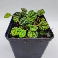 Peperomia caperata mini Peperomia caperata mini