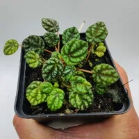 Peperomia caperata mini Peperomia caperata mini