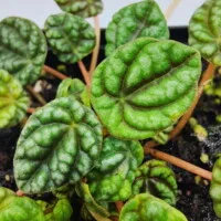 Peperomia caperata mini Peperomia caperata mini