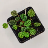 Peperomia caperata mini Peperomia caperata mini