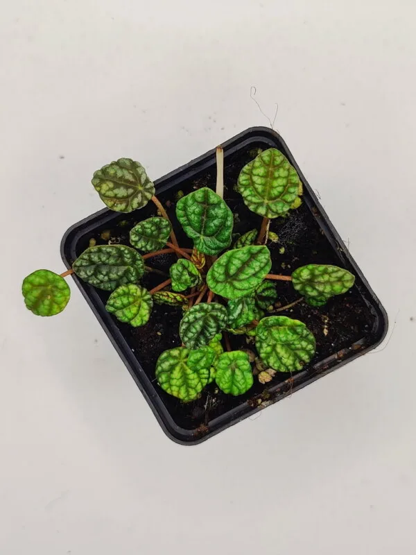 Peperomia caperata mini Peperomia caperata mini