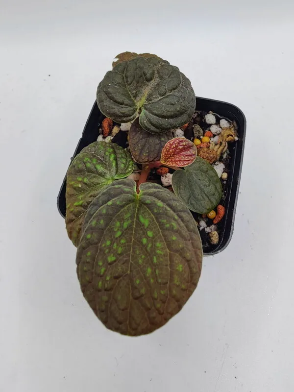 Peperomia sp Ecuador Peperomia sp Ecuador
