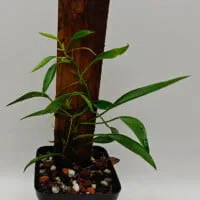 Philodendron sp Peru mini