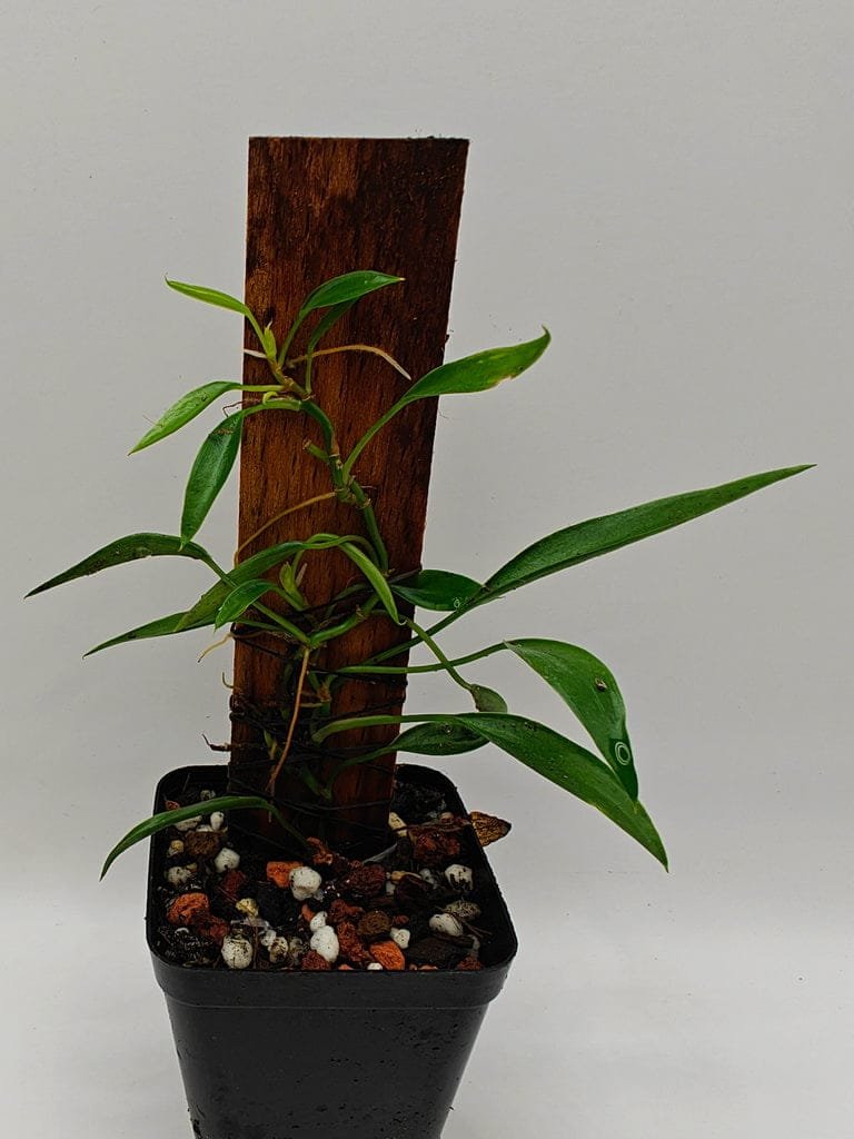Buy Philodendron sp Peru mini | Zephyr Terra