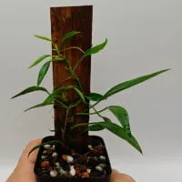 Philodendron sp Peru mini