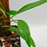 Buy Philodendron sp Peru mini | Zephyr Terra