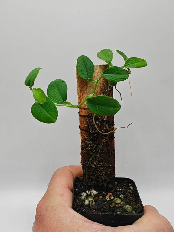Philodendron sp Mini Santiago
