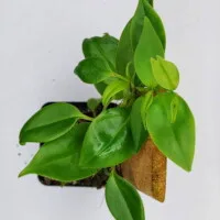 Philodendron sp Cordillera Escalara
