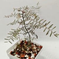 Phyllanthus niruri ssp. lathyroides Phyllanthus niruri ssp. lathyroides