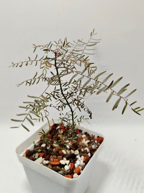 Phyllanthus niruri ssp. lathyroides Phyllanthus niruri ssp. lathyroides