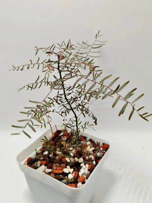 Phyllanthus niruri ssp. lathyroides
