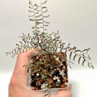 Phyllanthus niruri ssp. lathyroides Phyllanthus niruri ssp. lathyroides