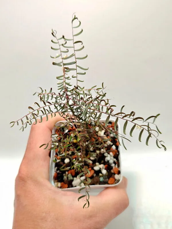 Phyllanthus niruri ssp. lathyroides