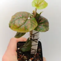 Piper sp Papua Nabire
