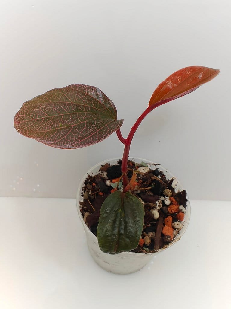 Buy Piper sp Borneo Pink | Zephyr Terra