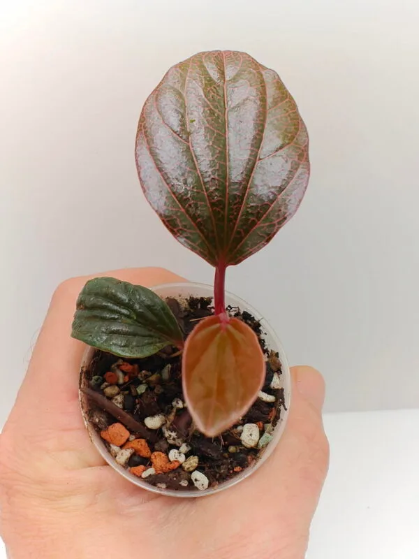 Buy Piper sp Borneo Pink | Zephyr Terra