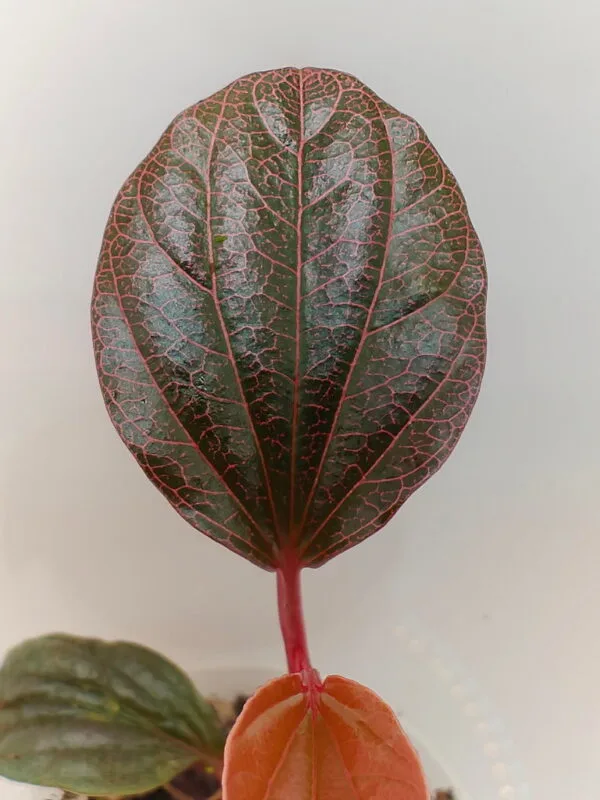 Buy Piper sp Borneo Pink | Zephyr Terra