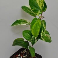 Piper sp Thailand variegata