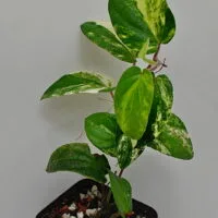 Piper sp Thailand variegata Piper sp Thailand variegata