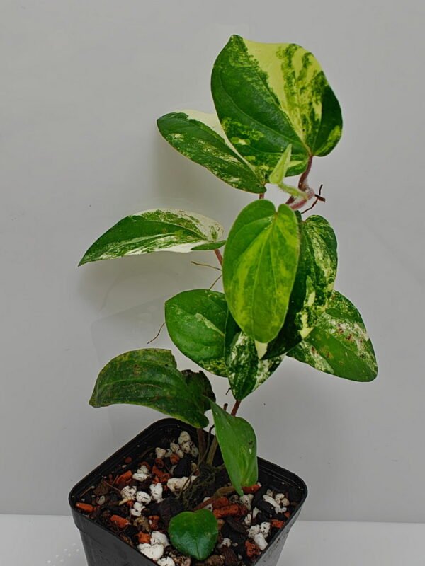 Piper sp Thailand variegata