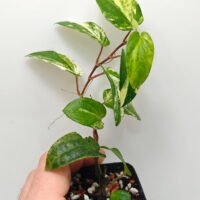 Piper sp Thailand variegata