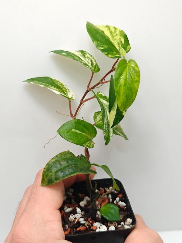 Piper sp Thailand variegata