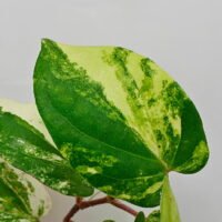 Piper sp Thailand variegata