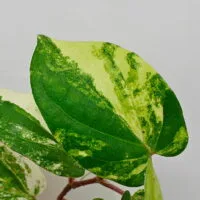 Piper sp Thailand variegata Piper sp Thailand variegata