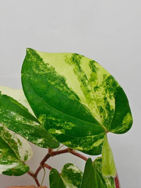 Piper sp Thailand variegata