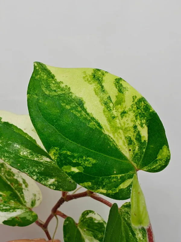 Piper sp Thailand variegata Piper sp Thailand variegata