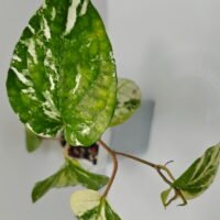 Piper nigrum variegata