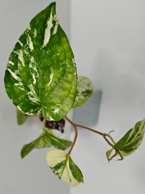 Piper nigrum variegata
