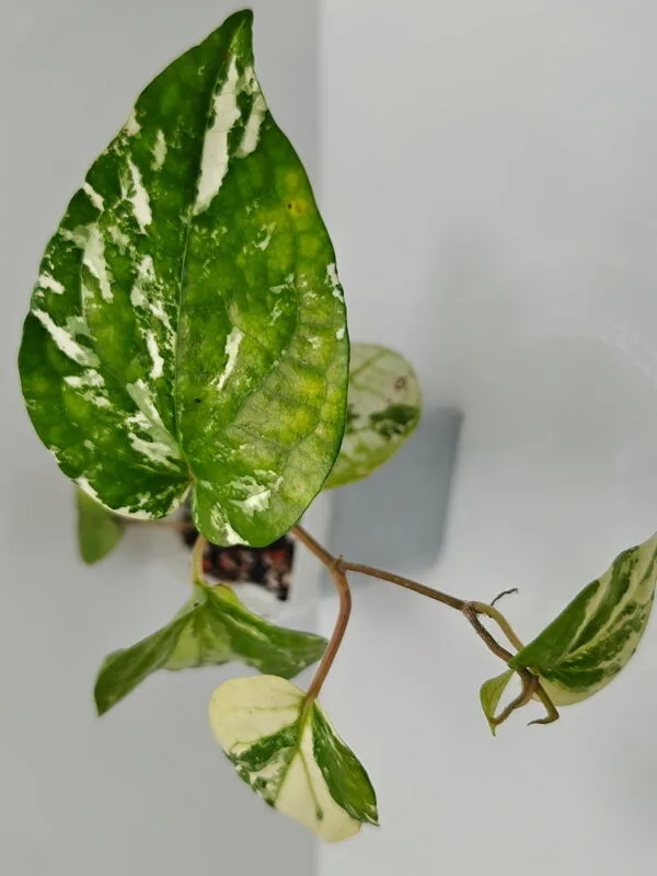 Piper nigrum variegata
