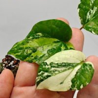 Piper nigrum variegata