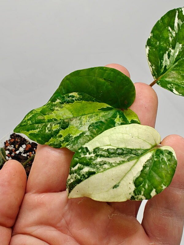 Piper nigrum variegata