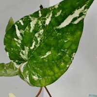 Piper nigrum variegata