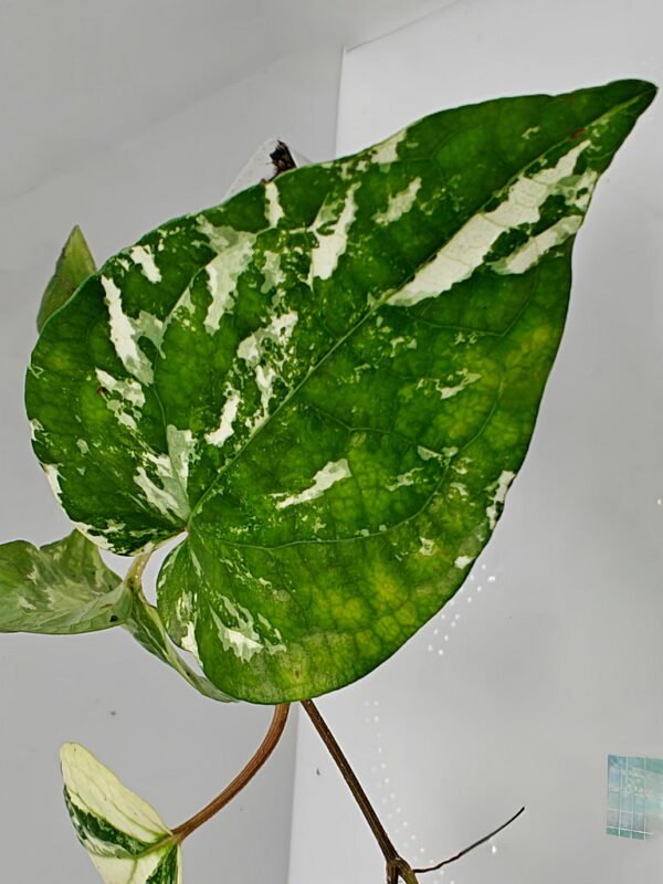 Piper nigrum variegata