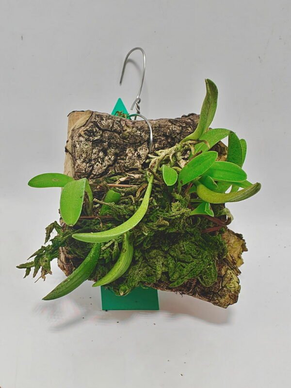 Pleurothallis adenochila